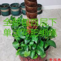 [COD] G reen radish stick green column coconut palm pile climbing vine frame brown monstera potted plant plant gardening free shipping
