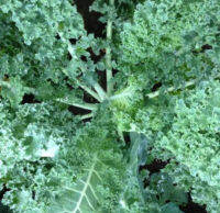 เมล็ดพันธุ์ เคล คะน้าใบหยิก Kale ซองใหญ่ 500 เม็ด ปลูกกินเองทั้งครอบครัว ปลอดสารพิษ ประหยัดเงิน