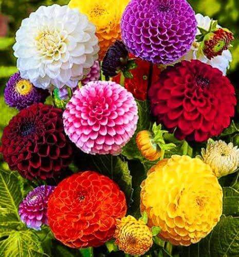 เมล็ดพันธุ์-dahlia-pinnata-pompon-30-เมล็ด-เมล็ดพันธุ์นำเข้าจาก-อังกฤษ