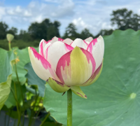 5 เมล็ดพันธุ์ บัว สายพันธุ์ DASAJIN LOTUS LARGE VERSICOLOR LOTUS สีขาวชมพู เพาะปลูกและเก็บเมล็ดในไทย ขยายพันธุ์ในไทยได้ สายพันธุ์นิยมปลูกในอเมริกา