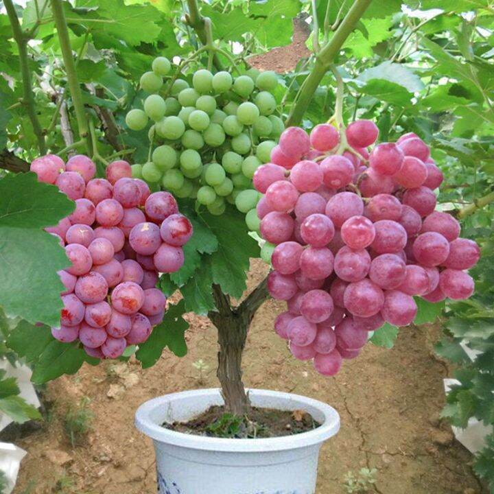Fruit Bearing Tree Seeds Bonsai Tree Live Plants Benih Pokok Buah
