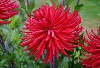 1 หัว/ออเดอร์ รักเร่ Dahlia Bulb สายพันธุ์ Hollyhill Red Spider หัวรักเร่ ดอกไม้ หัวหน่อ เหง้า นำเข้า เนเธอร์แลน หัวสดใหม่