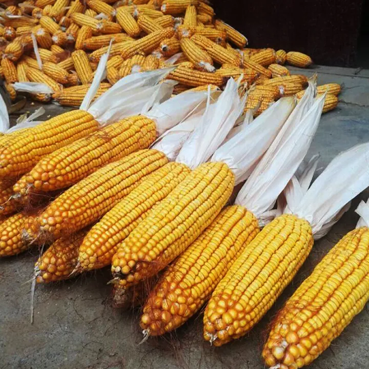 High yield of yue'e hybrid corn seeds field corn seed agriculture