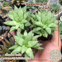 ฮาโวเทีย Haworthia  ราคาพิเศษ A (ส่งทั้งกระถาง)