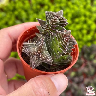 (promotion++) Crassula Capila ไม้อวบน้ำ กุหลาบหิน แคคตัส เพชร cactus&amp;succulent สุดคุ้มม ต้นไม้ ฟอก อากาศ กระถาง ต้นไม้ ไม้ ประดับ ต้นไม้ ปลูก ใน บ้าน