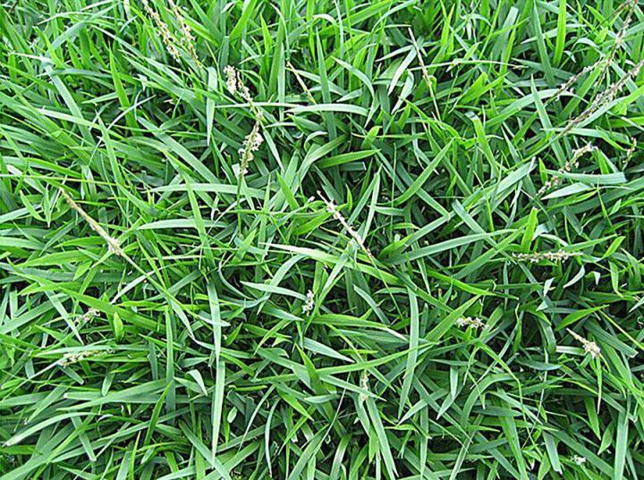 ขายส่ง-100-กรัมหรือ-1-ขีด-เมล็ดหญ้าญี่ปุ่น-japanese-lawn-grass-หญ้าปูสนาม-สนามหญ้า-พืชตระกูลหญ้า-เมล็ดพันธ์หญ้า-ชนิดหญ้า-สนามหญ้าและสวน