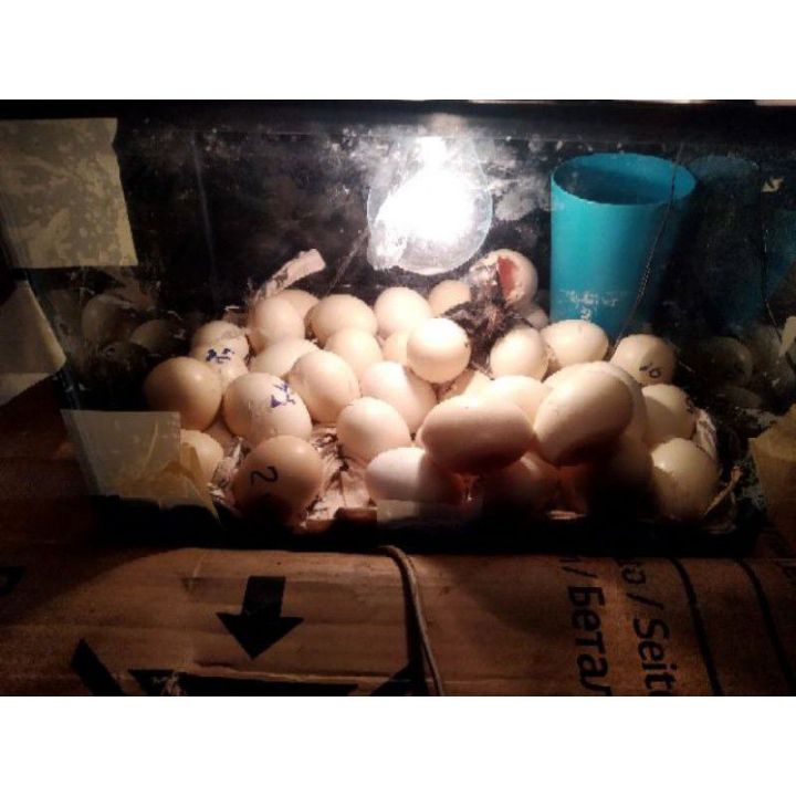 ตู้ฟักไข่สัตว์ทุกประเภท-ครบคุมอุณหภูมิอัตโนมัติ-มีพัดลมระบาย-มีตัววัดความ-ชื้น-ขนาด24-30ฟอง