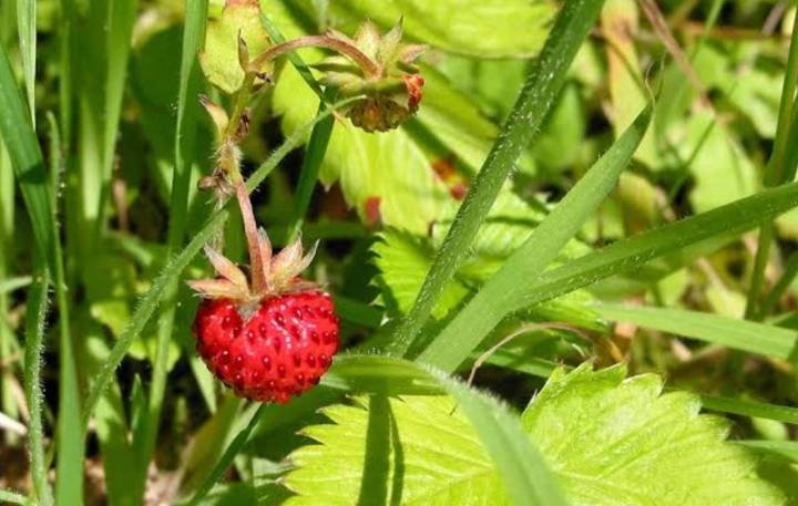 สตอเบอรี่ป่า-สีแดง-สีเหลือง-wild-strawberry-regina-seeds-เมล็ดพันธุ์สตอเบอรี่ป่าสีแดง-สีเหลือง-บรรจุ-5เมล็ด