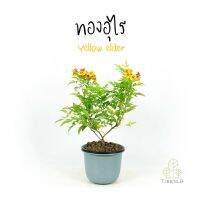 ( Pro+++ ) สุดคุ้ม T403 ทองอุไร คละสีส้มเหลือง (Yellow elder) กระถาง 10 นิ้ว สูง 60-70 cm ไม้ประดับมงคล ดอกสวยสีสดใส ออกดอกตลอดทั้งปี ราคาคุ้มค่า พรรณ ไม้ น้ำ พรรณ ไม้ ทุก ชนิด พรรณ ไม้ น้ำ สวยงาม พรรณ ไม้ มงคล