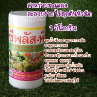 สาหร่ายทะเลผง สูตรเข้มข้น 1 กิโลกรัม ไซโตไคนิน ช่วยการแบ่งเซลล์พืชและขยายเซลล์พืช แตกตาใบเปิดตาดอก ฟื้นต้นหลังเก็บเกี่ยว ขยายผล