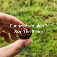 Rudraksha mukhi 7 original big size