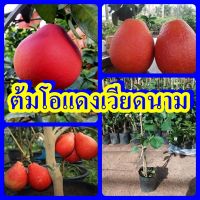 ต้นส้มโอแดงเวียดนาม ส้มโอสีแดง ต้นพันธุ์เสียบยอดสูง 40-50 ซม. ต้นพันธุ์แข็งแรงพร้อมปลูก รับประกันสายพันธุ์แท้ 100 %