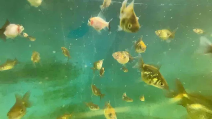 Decapsulated Baby Brine Shrimp (BBS) 500grams WHOLESALE | Lazada PH