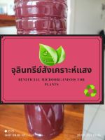 หัวเชื้อจุรินทรีย์ สังเคราะห์แสง 1ขวด ขนาด 600ml.เอาไปขยาย 2วันแดงแน่นอน