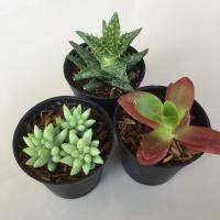 (Set 3 กระถางสุดคุ้ม)*คละแบบ ต้นไม้น่ารักๆ ต้นไม้จิ๋ว cactus &amp; succulent 2.5” ของขวัญ