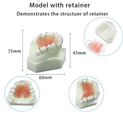 Dental  Hawley Retainer Model Teeth Study Teach Model 3007 01