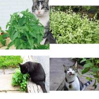 เมล็ดพันธุ์ แคทนิป (Catnip Seed) บรรจุ 1000 เมล็ด