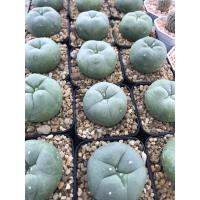 ( Promotion ) สุดคุ้ม โลโฟฟลอร่า ดิฟฟูซ่า(ไม้เมล็ด) Lophophora Diffusa เพชร แคคตัส ราคาถูก พรรณ ไม้ น้ำ พรรณ ไม้ ทุก ชนิด พรรณ ไม้ น้ำ สวยงาม พรรณ ไม้ มงคล