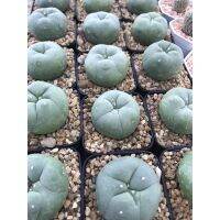 ( PRO+++ ) โปรแน่น.. โลโฟฟลอร่า ดิฟฟูซ่า(ไม้เมล็ด) Lophophora Diffusa เพชร แคคตัส ราคาสุดคุ้ม พรรณ ไม้ น้ำ พรรณ ไม้ ทุก ชนิด พรรณ ไม้ น้ำ สวยงาม พรรณ ไม้ มงคล