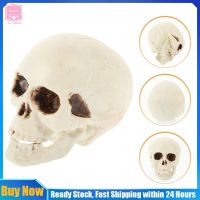 Qifull 4 pcs จำลองโครงกระดูกหัวรุ่นฮาโลวีน Skull Prop Mini Skulls ตกแต่ง Party Props