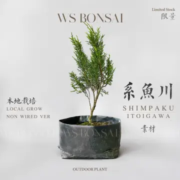 ストックセール 真柏 盆栽 寒水砂 Japanese bonsai. - astratv.gr