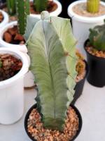 กระบองเพชร Cereus edulis ซีรีอุส เอดดูลิส