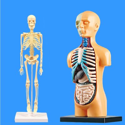 Children explore teaching AIDS human skeleton structure organs assembled model kindergarten teaching toys of primary and secondary schools