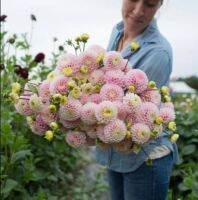 1 หัว/ชุด รักเร่ Dahlia สายพันธุ์ Wizard of Oz Dahlias หัวรักเร่ ดอกไม้ หัวหน่อ เหง้า นำเข้า เนเธอร์แลน หัวสดใหม่