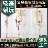 Graphic arts with medical standard human body skeleton model skeleton spinal nerve muscle start-stop orthopaedic teaching AIDS