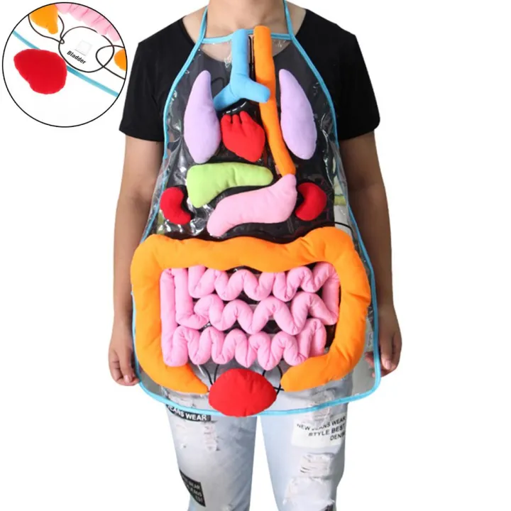 Sissi Anatomy apron human body organs awareness educational insights ...