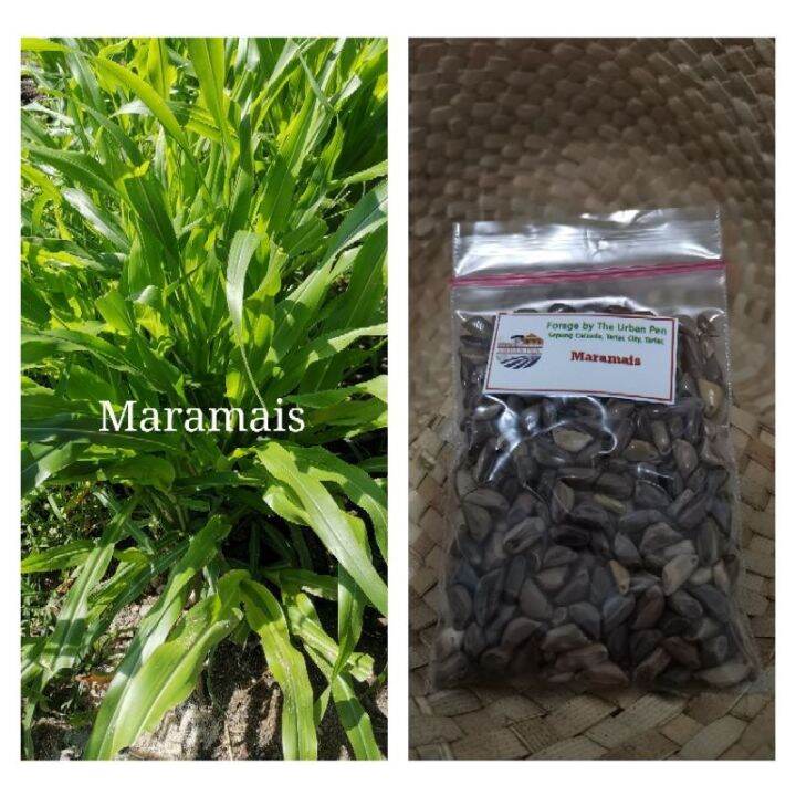 Mara mais seeds or Maramais (220 to 240 seeds/ pack or 60 to 70 seeds