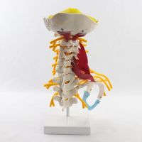 Medical Props Model Cervical Vertebrae and Vertebral Body Cervical Spine Human Anatomy Spinal Cord Cervical Vertebrae Sketelon