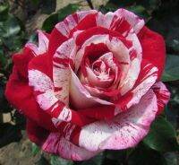 28 เมล็ด เมล็ดพันธุ์ Home Seed  กุหลาบ สตาร์แอนด์สไตร้พส์ Tiger Striped Rose Seeds สี ขาว-แดง ดอกใหญ่ นำเข้าจากต่างประเทศ