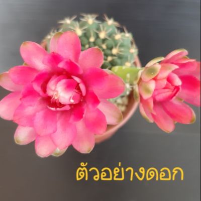 ( PRO+++ ) โปรแน่น.. เพชร#แคคตัส#ยิมโนบัลเดียนั่ม ราคาสุดคุ้ม พรรณ ไม้ น้ำ พรรณ ไม้ ทุก ชนิด พรรณ ไม้ น้ำ สวยงาม พรรณ ไม้ มงคล