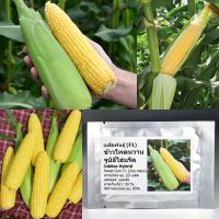 เมล็ดพันธุ์ ข้าวโพดหวาน จูบิลี่ไฮบริด Jubilee Hybrid Sweet Corn F1 Seed 20 เมล็ด ของแท้ เมล็ดพันธุ์พืช ผักสวนครัว เมล็ดพันธุ์ผัก