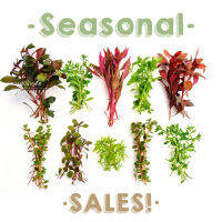 รวมไม้น้ำสุดคุ้ม! ซีซั่นเซ็ท - Seasonal Sales Set ต้นไม้น้ำ