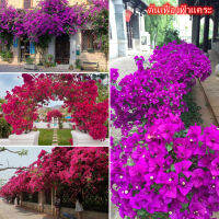 Ready Stock ต้นเฟื่องฟ้าแคระ (Bougainvillea Seed) บรรจุ 100 ชิ้น/แพ็ค ดอกไม้ตกแต่ง ดอกไม้จริง ไม้ดอกไม้ประดับ แต่งบ้านและสวน บอนไซ Plants พันธุ์ไม้ดอก เมล็ดดอกไม้ - Seeds for Planting Flowers - ปลูกง่าย ปลูกได้ทั่วไทย，เมล็ด คุณภาพดี ราคาถูก ของแท้ 100%