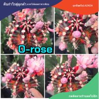 เมล็ดยิมโน "O-rose" 1หลอด ได้150เมล็ด+++