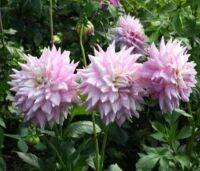 1 หัว/ออเดอร์ รักเร่ Dahlia Bulb สายพันธุ์ Gitts Perfection หัวรักเร่ ดอกไม้ หัวหน่อ เหง้า นำเข้า เนเธอร์แลน หัวสดใหม่