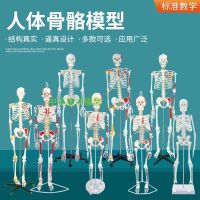 85 cm human body skeleton model 170 cm skeleton teaching model for the human body skeleton model of adult small vertebral body