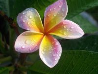 30 เมล็ดพันธุ์ เมล็ด ลั่นทม หรือ ลีลาวดี สายพันธุ์แคระ Frangipani Plumeria Seed นำเข้าจากฮาวาย อัตราการงอก 80-85%