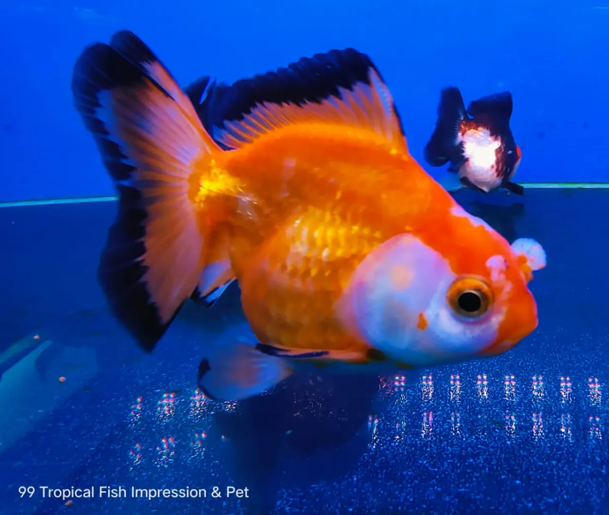 Offer Grade Size L Short Body Ryukin Goldfish 等级短身琉金金鱼 Lazada