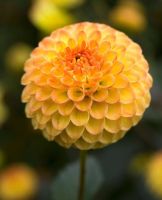 เมล็ดพันธุ์ dahlia pinnata pompon 30 เมล็ด เมล็ดพันธุ์นำเข้าจากอังกฤษ