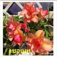 12 เมล็ด เมล็ดพันธุ์ ชวนชม สายพันธุ์ไต้หวัน ดอกสีส้ม Adenium seed กุหลาบทะเลทราย Desert Rose ราชินีบอนไซ เปอร์เซ็นต์การงอก 80-90%