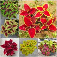 เมล็ดพันธุ์ เมล็ดบอนสี Mixed Coleus Seeds Perilla Blumei Flower Seeds เมล็ดพันธุ์ดอกไม้ พันธุ์ไม้หายาก ต้นไม้ประดับ ไม้ดอก บอนไซ ต้นไม้มงคล ต้นไม้ฟอกอากาศ ดอกไม้จริง ต้นดอกไม้สวยๆ พันธุ์ดอกไม้ ของแต่งสวน (บรรจุ 100 เมล็ด คุณภาพดี ของแท้ 100%)