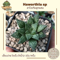 ฮาโวเทีย Haworthia SP ไม้อยู่ในกระถาง2"(ส่งแบบล้างราก)