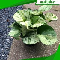 พลูด่างแอปเปิ้ล Epipremnum Aureum ต้นไม้มงคลฟอกอากาศ แก้ภูมิแพ้ ส่งพร้อมกระถาง 4 นิ้ว