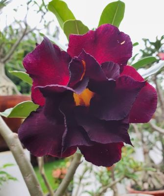 2 เมล็ด เมล็ดพันธุ์ ชวนชม สายพันธุ์ Acacia สีม่วง Bonsai Desert Rose Adenium Seed กุหลาบทะเลทราย ราชินีทะเลทราย บอนไซ มีคู่มือปลูก