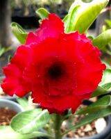 10 เมล็ด เมล็ดพันธุ์ ชวนชม สายพันธุ์ไต้หวัน สีแดง Adenium Seeds กุหลาบทะเลทราย Desert Rose ราชินีบอนไซ มีคู่มือปลูก นำเข้าจากไต้หวัน