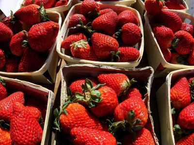 20 เมล็ด Ogallala Strawberry เมล็ดสตอเบอร์รี่ ของแท้ 100% สตรอเบอร์รี่ สตอเบอรี สตอเบอรี่ อัตรางอก 70-80% Strawberry seeds มีคู่มือวิธีปลูก